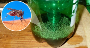 Най-ефикасният капан за комари се прави за 5 минути от бутилка – залагате го вечерта сутринта броите жертвите вътре