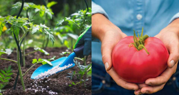 Естествен тор за домати – гаранция за богата и здрава реколта