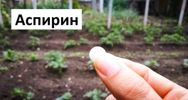 Аспирин в градината! Вижте няколко метода!