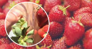 Дръжките от ягодите понижават кръвната захар и подмладяват лицето