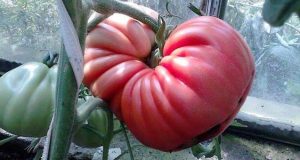 Всички се чудят как всеки път бера гигантски домати. Просто ползвам един разтвор който дава този ефект