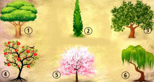 Тест с дървета – кое ви хареса най-много? Ето какво казва това за вас