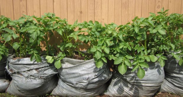 Отглеждане на картофи в торби – лесен начин който пести място