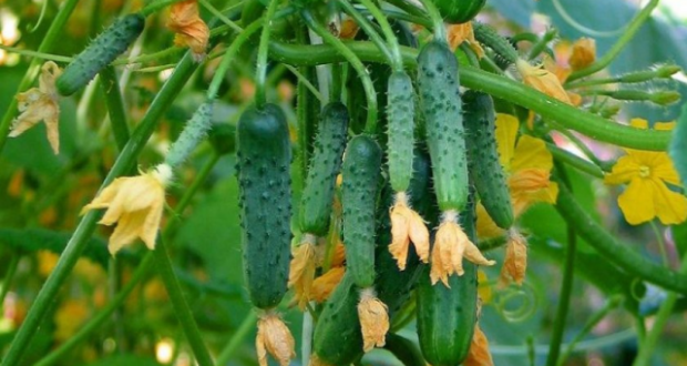 Фермер разкри тайна за двойно по-голямата реколта от краставици: образуване на допълнителни корени