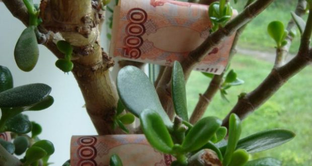 Посадете тези растения вкъщи и ще забогатеете веднага