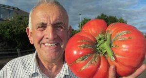 Дядо Пешо: Пръскам доматите с инфузия от мая
