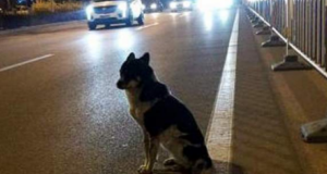 Куче чака от 80 дни убитата си в пътен инцидент стопанка точно на мястото на фаталната катастрофа
