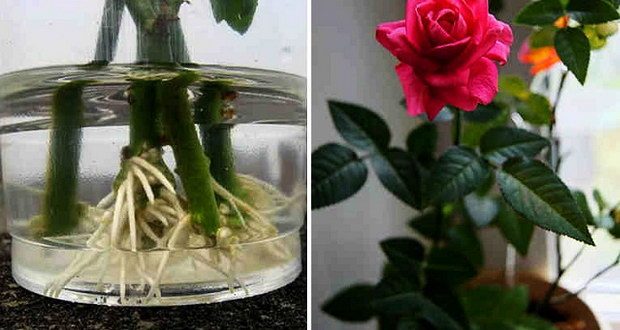 Ето така можете да вкорените роза от букет (нуждаете се от мая или пчелен мед)