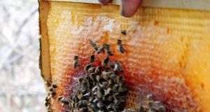 Родопската пчеларка леля Митра: Давам ви лекарство
