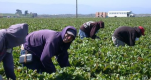 Великобритания зове: Българи елате да работите защото иначе оставаме без зеленчуци и плодове