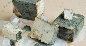 Зеленото сирене от Черни Вит смая света – млякото на Тетевенската овца и тайната на естествената плесен.