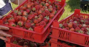 Плащат повече да береш ягоди и малини в България отколкото в Испания