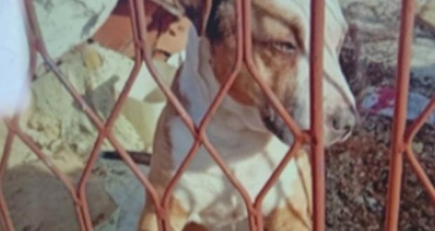 Треньор на кучета за питбула убил стопанина си: Те са с ДНК на вълк рано или късно проявяват своята природа